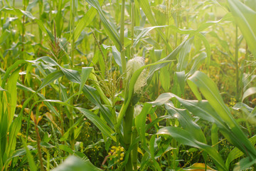 Young maize field,Corn field in early morning light