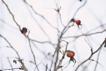 Red berry with spines on winter background