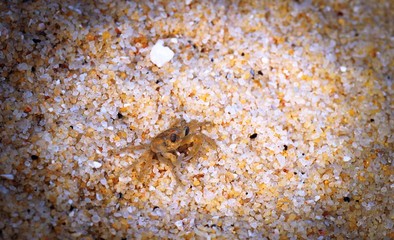 little crab on the yellow sand, beach