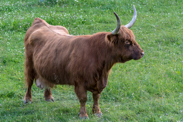 Large Highland Cattle cow standing in a green field