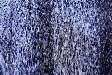 Beautiful gray fur of the Arctic Fox