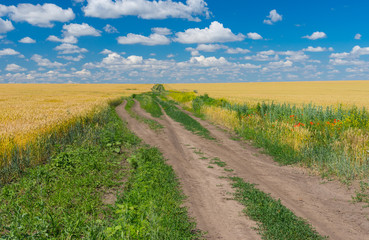 Classic Ukrainian rural landscape with wheat fields and earth road between them