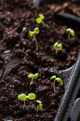 seedling plants growing in germination plastic tray