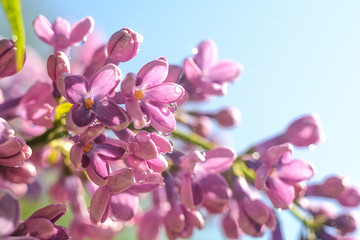Opened lilac buds with dew in the early morning in the botanical garden in the spring