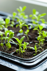 seedling plants growing in germination plastic tray