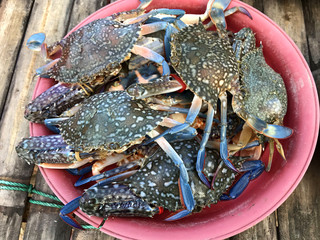 Fresh color crabs at the market in Thailand.