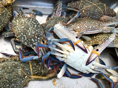 Fresh color crabs at the market in Thailand.