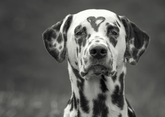Dalmatian dog with a spot in the form of heart on the head. Black and white image - obrazy, fototapety, plakaty