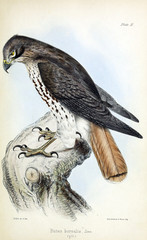 Illustration of a bird.