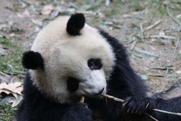 Fototapeta premium Funny Fluffy Panda Eating Bamboo Shoot, Chengdu, China