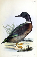 Illustration of a bird.