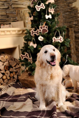 Adorable Golden Retriever. Christmas concept.