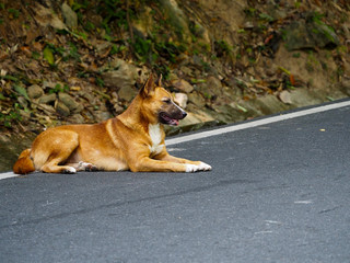 Naklejka premium dog in garden
