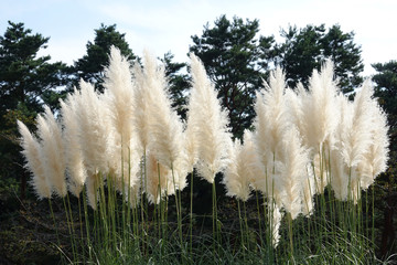 風に揺れるパンパスグラフ_789