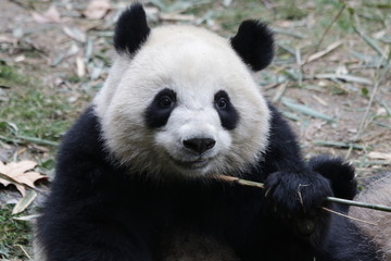 Funny Fluffy Panda Eating Bamboo Shoot, Chengdu, China