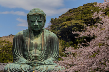 The Great Buddha in Kamakura Japan.The foreground is cherry blossoms.Located in Kamakura, Kanagawa Prefecture Japan.