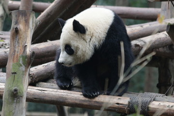 Fototapeta na wymiar Panda is exploring his Playground, Chengdu, China