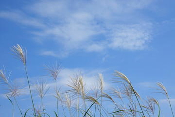 秋空とススキ_784