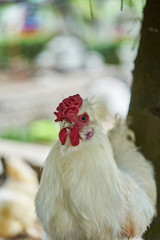 Real White Farming Poultry Chicken, close up hen is walking on the ground    