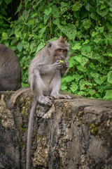 Monkey eating something
