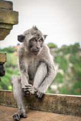 Cute little monkey