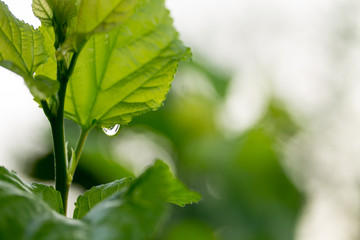 Drops of water on a green leaf, natural background.