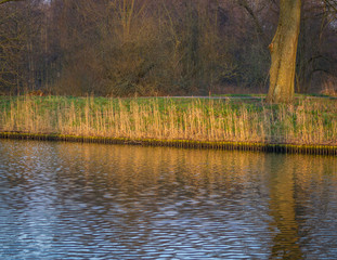 Closeup of a fringe of reeds in autumn colors seen from the water.