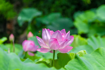Fototapeta premium The Lotus Flower and bee.Background is the lotus leaf and lotus bud and lotus flower and tree.Shooting location is Yokohama, Kanagawa Prefecture Japan.