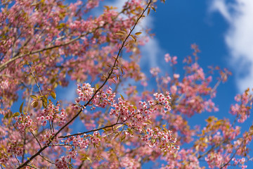 beautiful flower in the garden