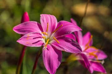Fototapeta premium Rain Lily Zephyranthes rosea