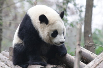 Obraz na płótnie Canvas Funny Pose of Ginat Panda, Chengdu, China