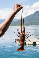 Fresh caught lobster on Maluku Islands