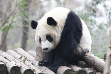 Obraz premium Panda is exploring his Playground, Chengdu, China