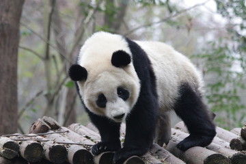 Fototapeta premium Panda is exploring his Playground, Chengdu, China