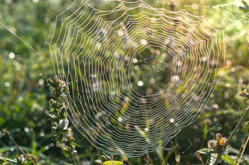 Spider web with droplets of dew.