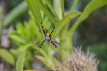 Spider on Maluku Islands, Indonesia