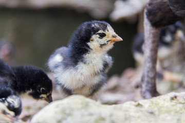 Little chickens black and white color is walking on the ground