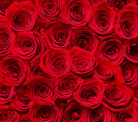 flower rose petal blosspm background