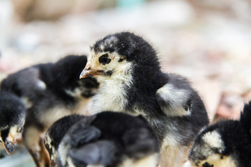 Little chickens black and white color is walking on the ground