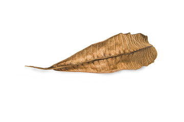 Dried bay leaf on white background. The  leaf tree on white background.