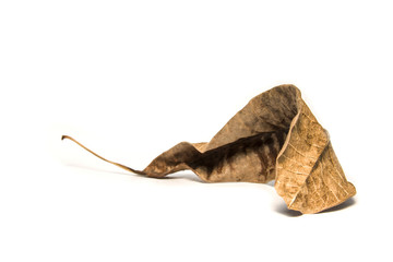 Dried bay leaf on white background. The  leaf tree on white background.