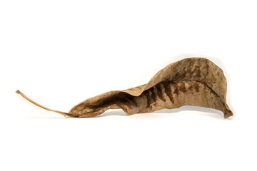 Dried bay leaf on white background. The  leaf tree on white background.