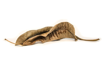 Dried bay leaf on white background. The  leaf tree on white background.