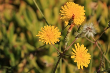 Beautiful and colorful Taraxacum Officinale flower
