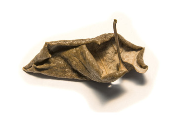 Dried bay leaf on white background. The  leaf tree on white background.