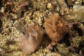 Fototapeta na wymiar Couple of nudibranch Halgerda Batangas mating. Macro photo taken in Malapascua island, Cebu Philippines