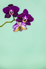 Orchid (Phalaenopsis) on a green background.