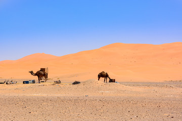 Erg chebi dunes - Sahara. Merzouga. Morocco - obrazy, fototapety, plakaty