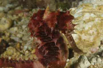 Head portait of a Hedgehog seahorse (hippocampus spinosissimus) macro photo taken in Malapascua island, Cebu Philippines
