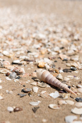 Sea shell on beach in the sunrise